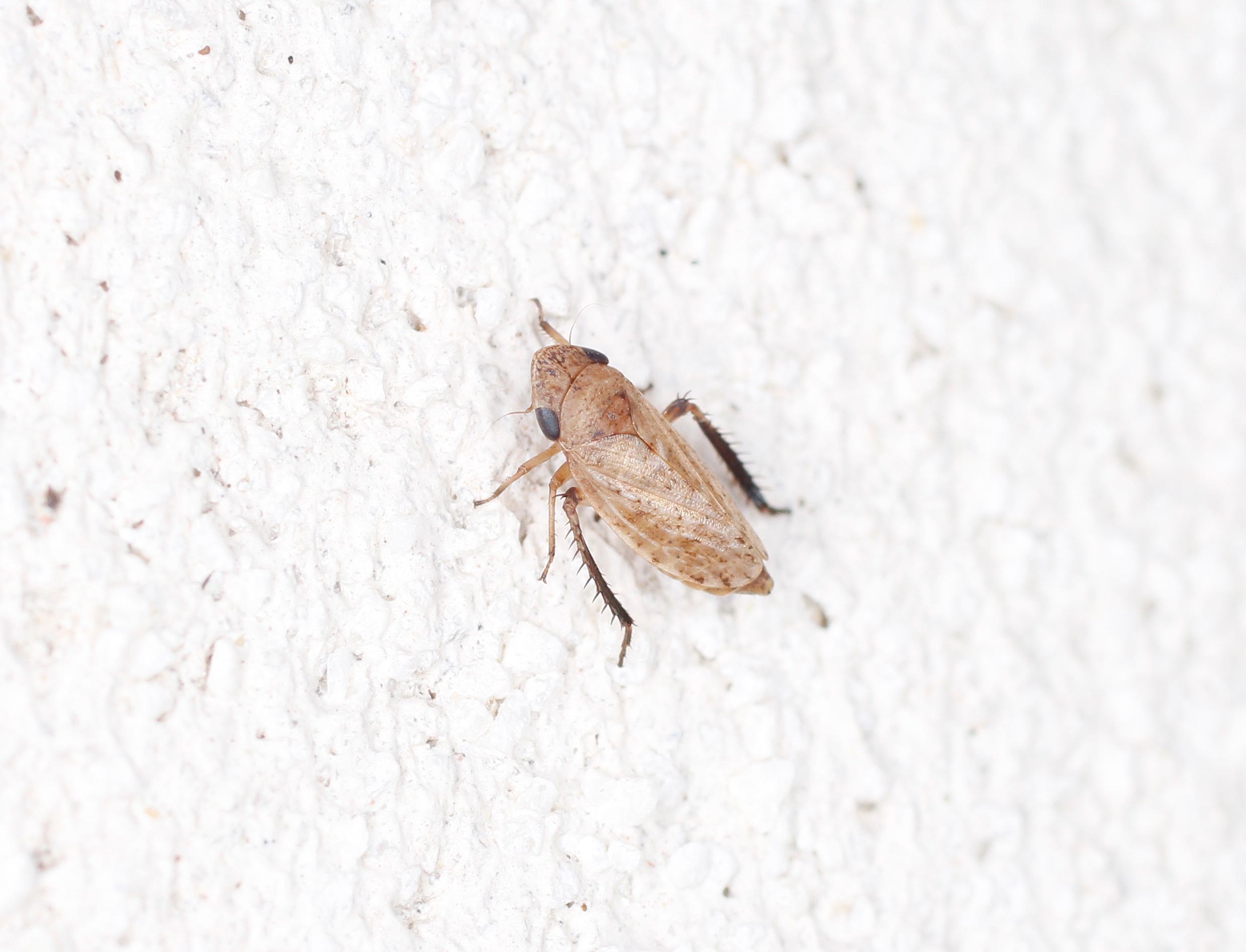 Cicadellidae: Anoscopus sp., femmina  (cfr.)